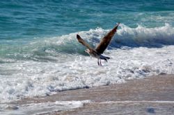 a day at the beach by Joanne Fraser 